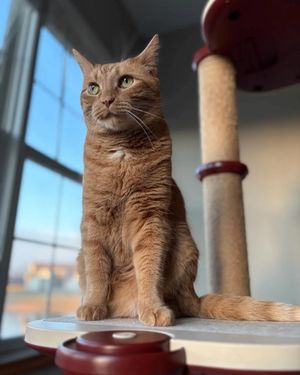 Image post by @cheeeto.the.cat on Instagram