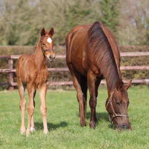 Image post by @juddmonte on Instagram