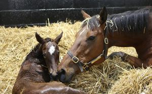 Image post by @juddmonte on Instagram
