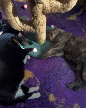 Image post by @thefriskywhiskeratl on Instagram