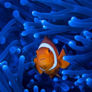 Image post by @animalplanet on Instagram