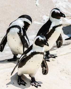 Image post by @thetorontozoo on Instagram