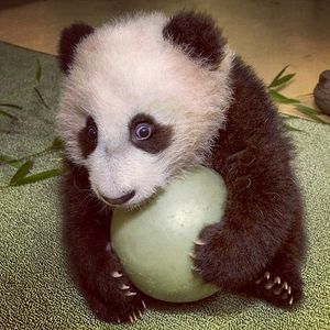 Image post by @sandiegozoo on Instagram