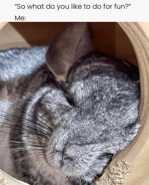 Image post by @phillychinchilly on Instagram