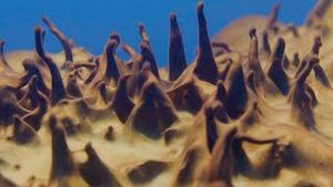 Video post by @bbcearth on YouTube