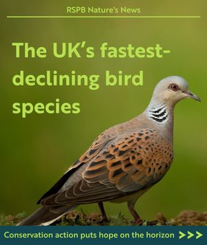 Image post by @rspb on Instagram