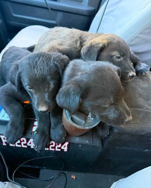 Image post by @calfire on Instagram