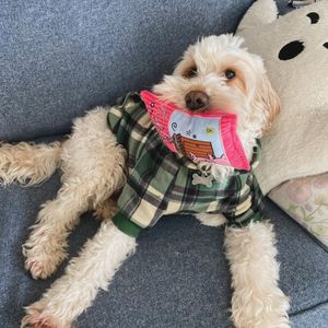 Image post by @official_percypig on Instagram