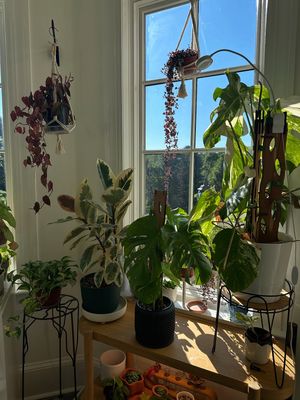 Image post by @reenasplants on Instagram