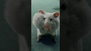 Video post by @apple on YouTube