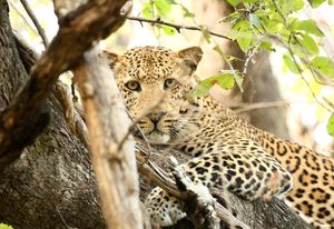 Image post by @chiawasafaris on Instagram