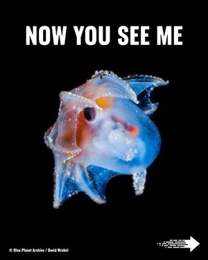 Image post by @greenpeace on Instagram