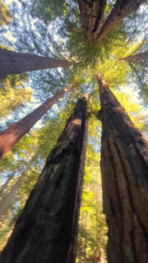 Video post by @allisonhollandmedia on TikTok
