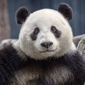 Image post by @sandiegozoo on Instagram