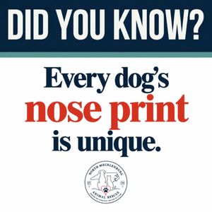 Image post by @northmeckanimalrescue on Instagram
