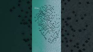 Video post by @dji on YouTube