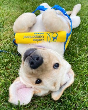 Image post by @canineorg on Instagram