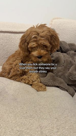 Video post by @dinapalevic on TikTok