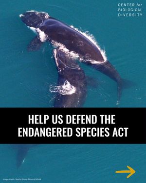 Image post by @centerforbiodiv on Instagram