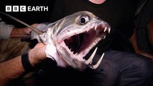 Video post by @bbcearth on YouTube