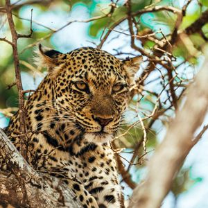 Image post by @chiawasafaris on Instagram
