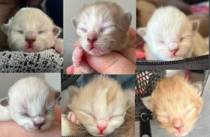 Image post by @brunrik.and.pyrene.ragdolls on Instagram