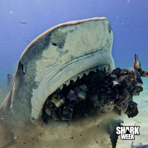 Image post by @sharkweek on Instagram