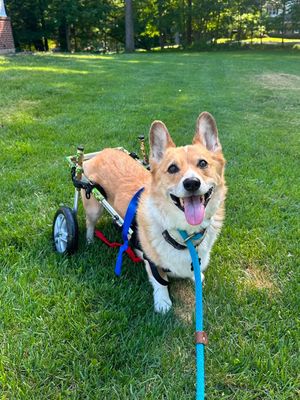 Image post by @walkinpets on Instagram