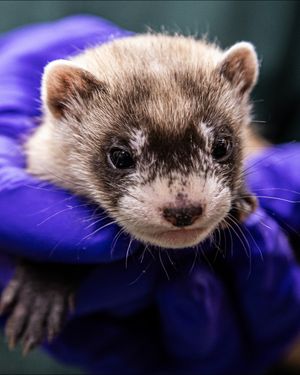 Image post by @thetorontozoo on Instagram