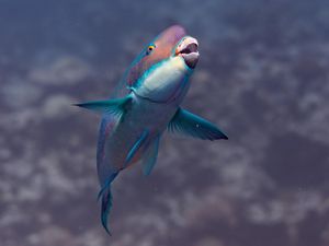 Image post by @natgeopristineseas on Instagram