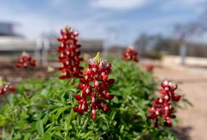 Image post by @txextension on Instagram