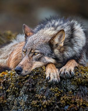 Image post by @paulnicklen on Instagram