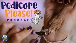Video post by @dogsthat on YouTube