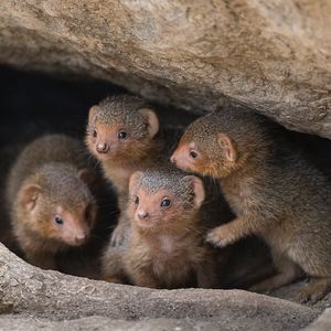 Image post by @sandiegozoo on Instagram