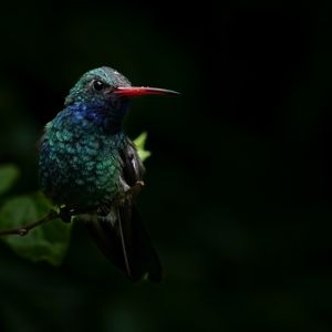 Image post by @hm_birds on Instagram