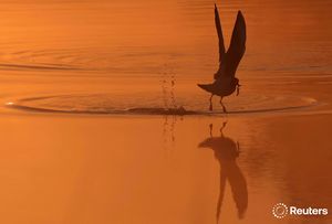 Image post by @reuters on Instagram