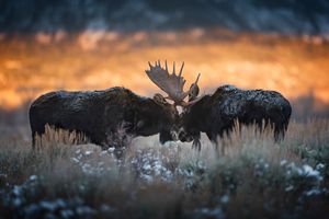 Image post by @traboldphotography on Instagram