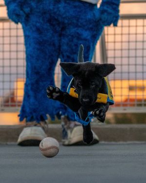 Image post by @bluewahoosbball on Instagram