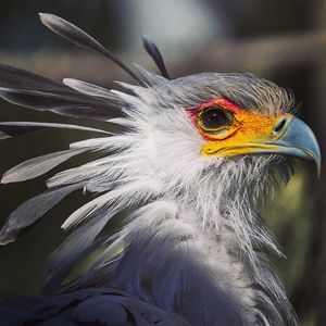 Image post by @sandiegozoo on Instagram