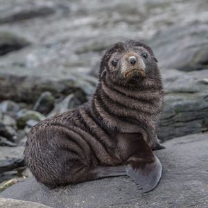 Image post by @animalplanet on Instagram