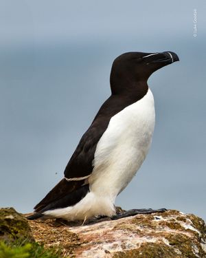 Image post by @rspb on Instagram