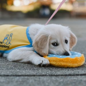Image post by @canineorg on Instagram