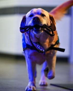 Image post by @stlbluespup on Instagram