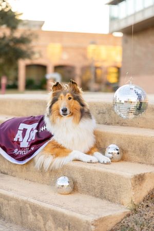 Image post by @reveille on Twitter