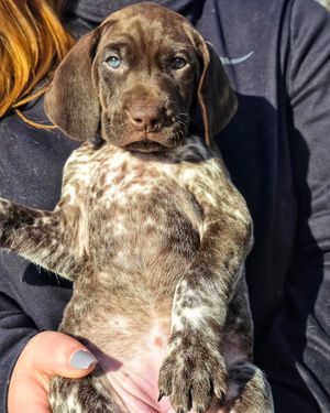 Image post by @tripleflushkennel on Instagram