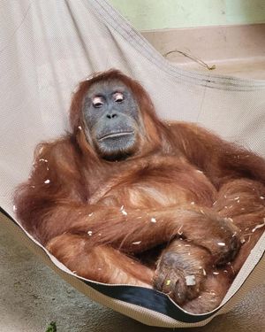 Image post by @thetorontozoo on Instagram