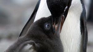 Video post by @bbcearth on YouTube