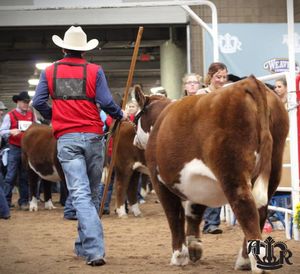 Image post by @AmericanRoyalLivestock on Facebook