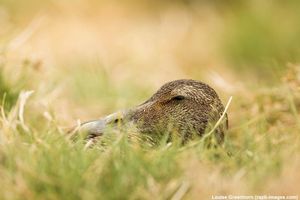 Image post by @rspb on Instagram