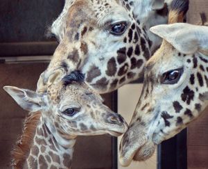 Image post by @sandiegozoo on Instagram